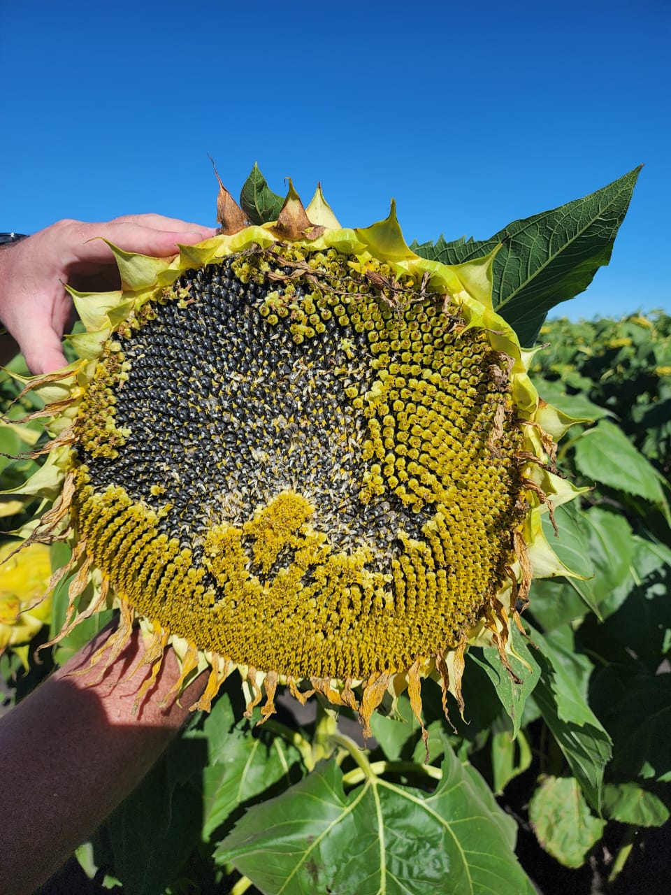 Sunflower Farm