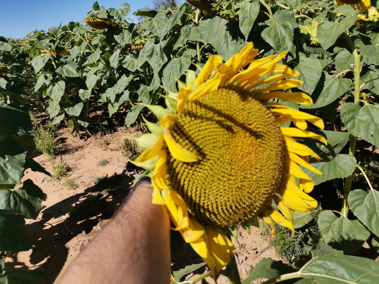 Sunflower Farm